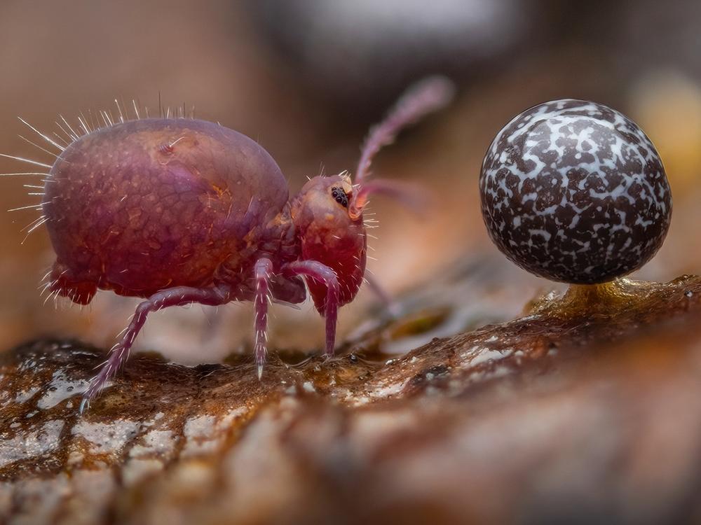 <strong>Winner, 15-17 Years: </strong><em>Life Under Dead Wood</em> by Alexis Tinker-Tsavalas, Germany. Springtails and slime molds are two of Alexis' favorite macro photography subjects.