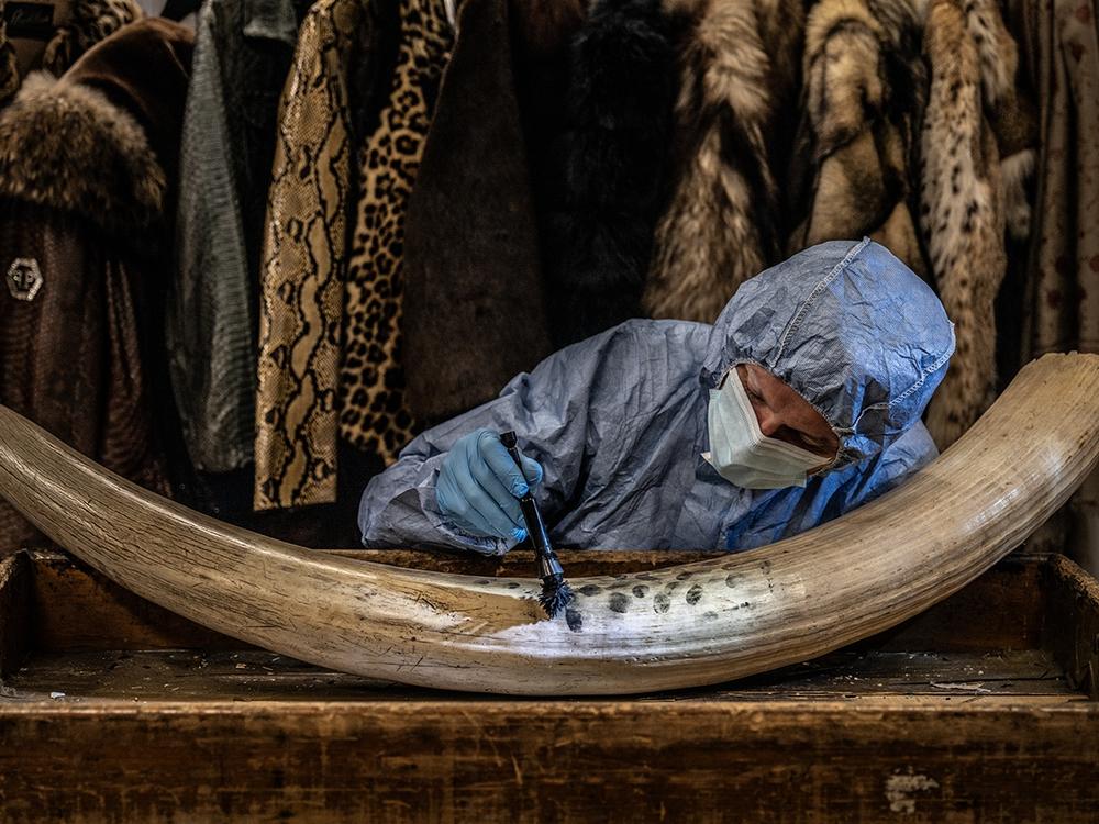 <strong>Winner, Photojournalism: </strong><em>Dusting for New Evidence</em> by Britta Jaschinski, Germany/UK. Jaschinski watches as a crime scene investigator from London’s Metropolitan Police dusts for prints on a confiscated tusk.