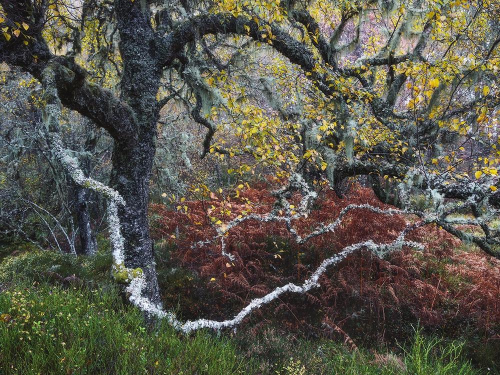 <strong>Winner, Plants and Fungi: </strong><em>Old Man of the Glen</em> by Fortunato Gatto, Italy. Gatto comes across a gnarled old birch tree adorned with pale 