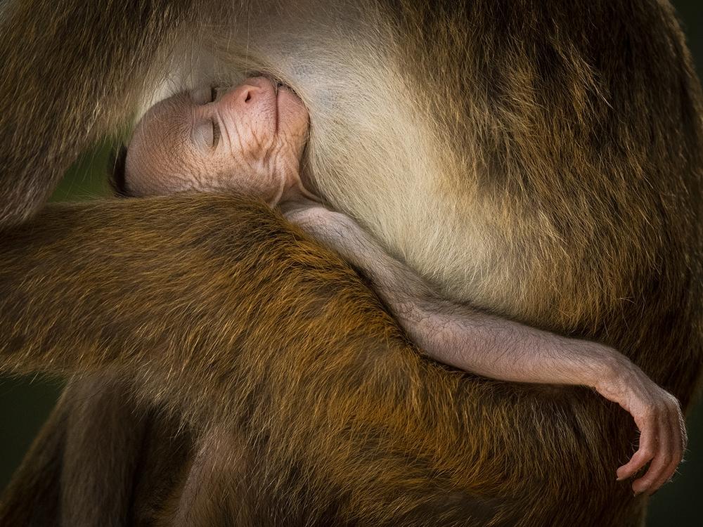 <strong>Winner, Mammals Behavior: </strong><em>A Tranquil Moment</em> by Hikkaduwa Liyanage Prasantha Vinod, Sri Lanka. Vinod finds this serene scene of a young toque macaque sleeping in an adult’s arms.