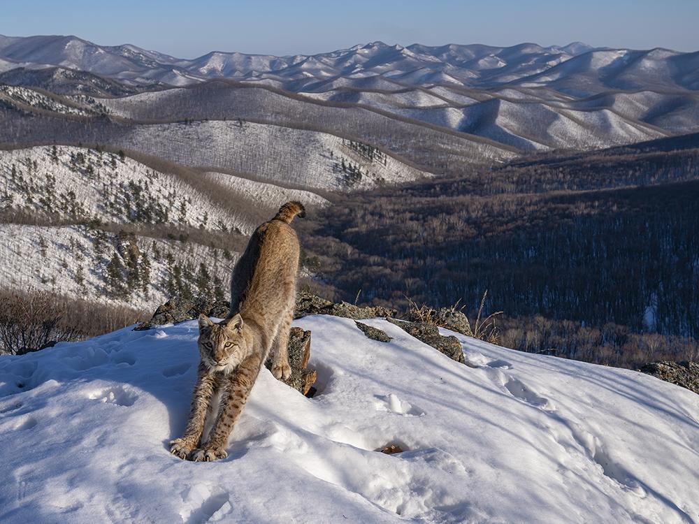 <strong>Winner, Animals in their Environment: </strong><em>Frontier of the Lynx</em> by Igor Metelskiy, Russia. Metelskiy shows a lynx stretching in the early evening sunshine, its body mirroring the undulating wilderness.