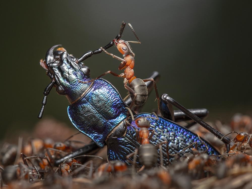 <strong>Winner, Invertebrates Behavior: </strong><em>The Demolition Squad</em> by Ingo Arndt, Germany. Arndt documents the efficient dismemberment of a blue ground beetle by red wood ants.