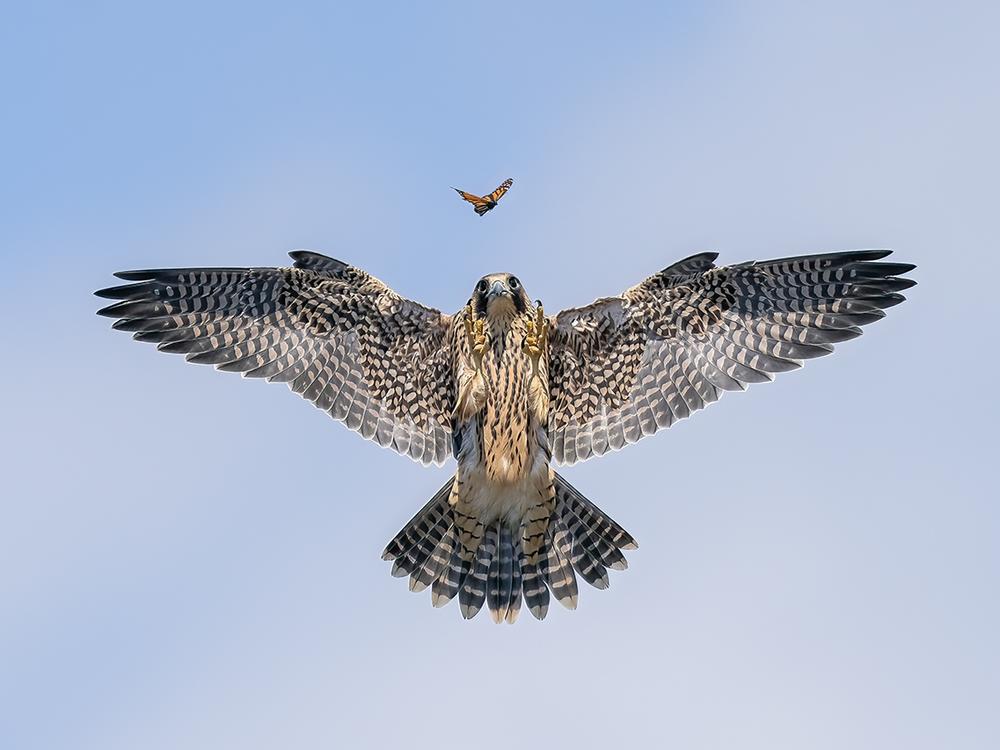 <strong>Winner, Birds Behaviour: </strong><em>Practice Makes Perfect</em> by Jack Zhi, Los Angeles. A young falcon practices its hunting skills on a butterfly above its sea cliff nest.