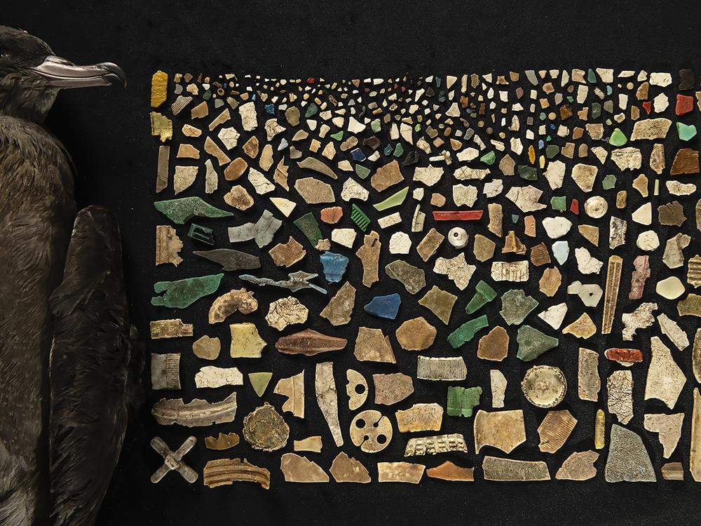  <strong>Winner, The Bigger Picture, Oceans: </strong><em>A Diet of Deadly Plastic</em> by Justin Gilligan, Australia. Gilligan creates a mosaic from the 403 pieces of plastic found inside the digestive tract of a dead flesh-footed shearwater.