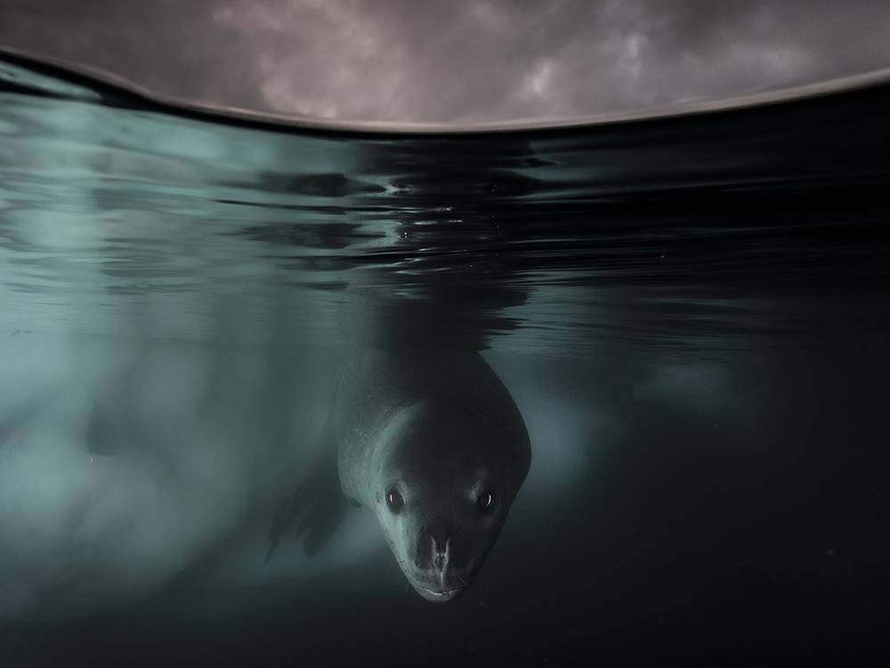 <strong>Winner, Underwater: </strong><em>Under the Waterline</em> by Matthew Smith, UK/Australia. This was Smith's first personal encounter with a leopard seal.