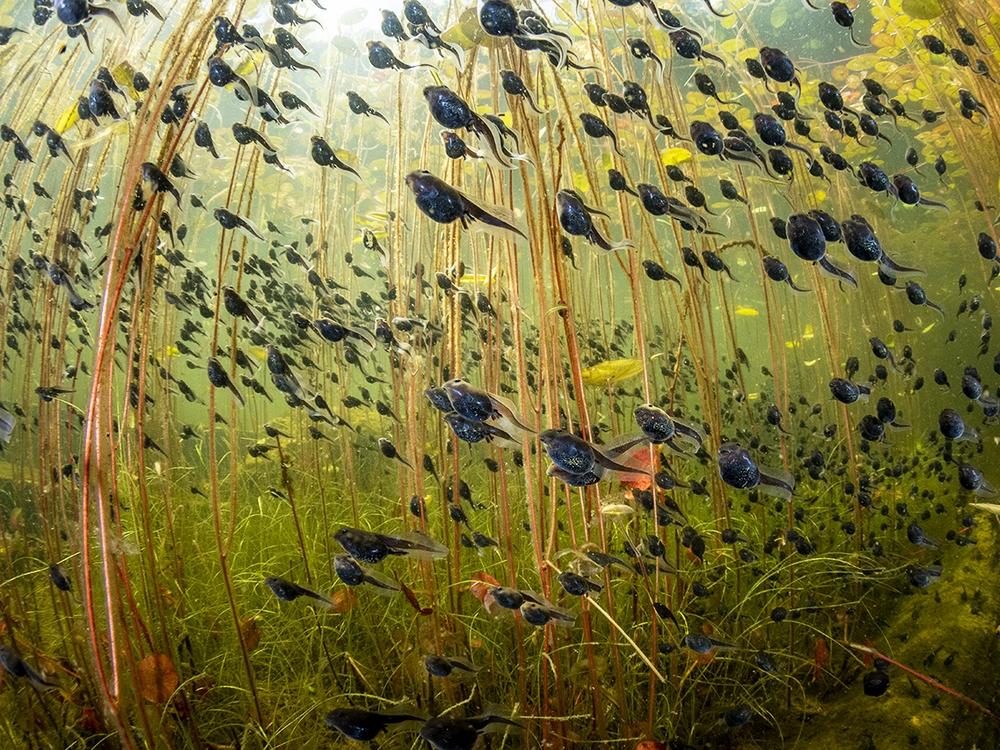 <strong>Winner, The Bigger Picture, Wetlands:</strong> <em>The Swarm of Life</em> by Shane Gross, Canada. Western toad (Anaxyrus boreas) tadpoles swim among lily pads in a lake on Vancouver Island, British Columbia.