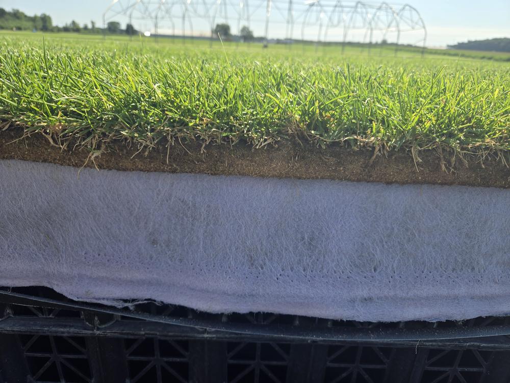 Researchers grow the sod for the games on plastic lining and it is placed over a white weaved geotextile made with cotton that helps with drainage. <br>