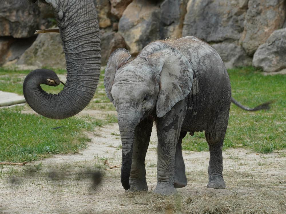 New research looks into how the wrinkles on an elephant's trunk helps it feed.
