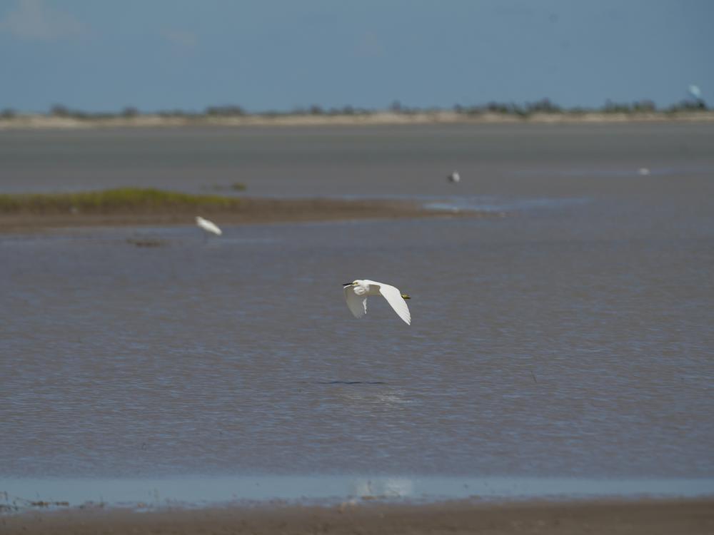 A snowy egret seen next to SpaceX facilities in Boca Chica State Park. The land around the launch site is part of a migratory pathway for many species of birds.
