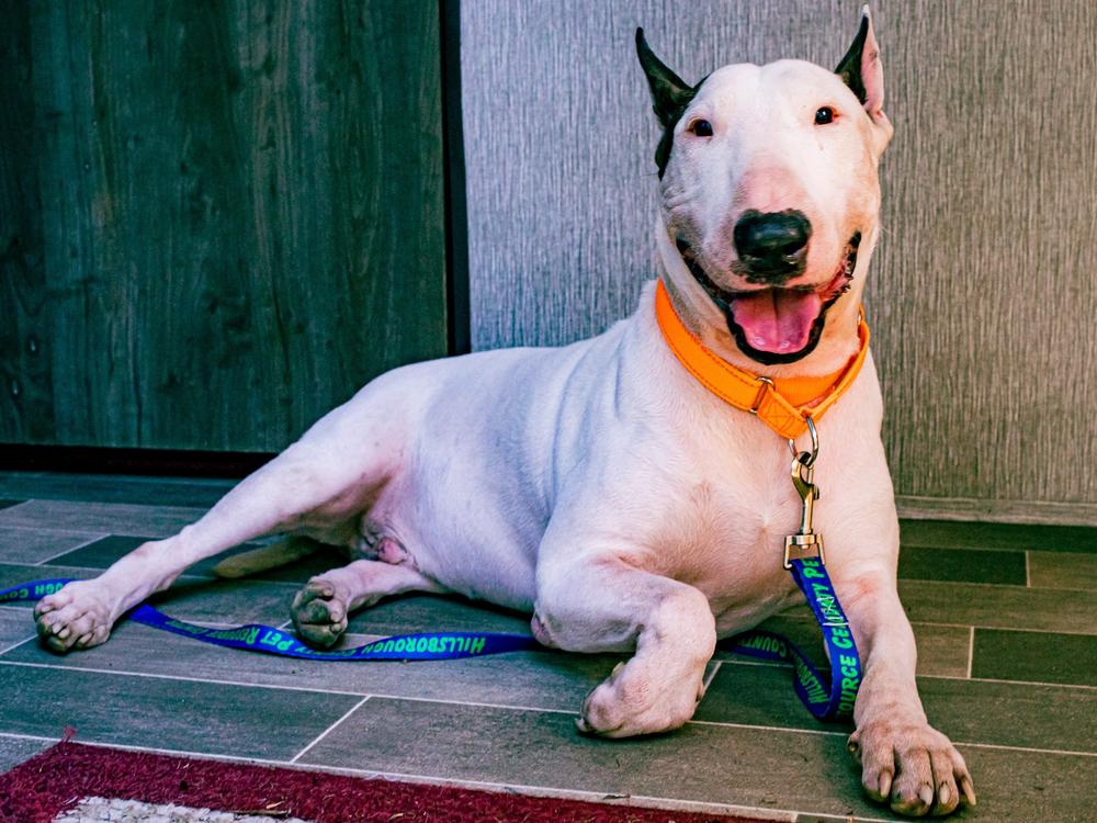The Leon County Humane Society said Trooper showed signs of stress, but has 