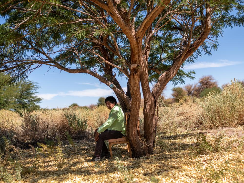 Tomás Vilca Kunza researcher and teacher, sits by a tree in the village of Tulor, near San Pedro de Atacama in Antofagasta, Chile.