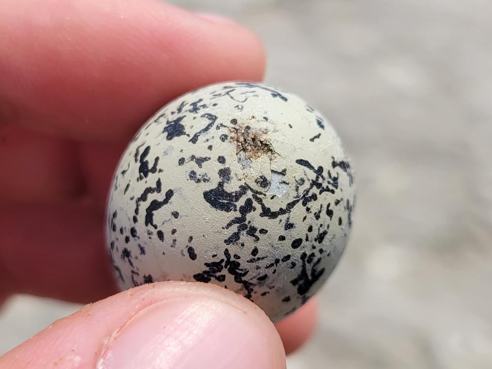 A damaged snowy plover egg observed by Coastal Bend Bays & Estuaries Program staff in a nest a quarter mile from the SpaceX launch pad shortly after a rocket test launch on June 6, 2024.<br>
