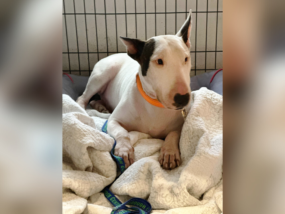 Trooper was found tied to a fence on the side of I-75 in Tampa.