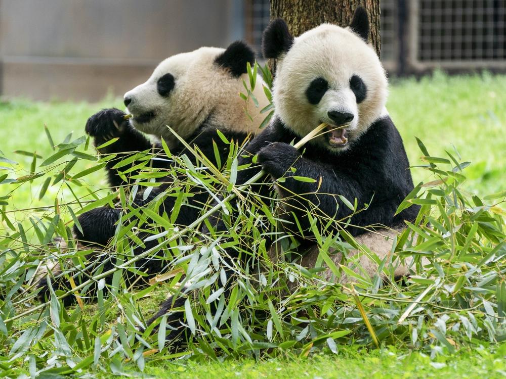 Giant pandas eat bamboo at the Smithsonian's National Zoo, May 4, 2022, in Washington, D.C.