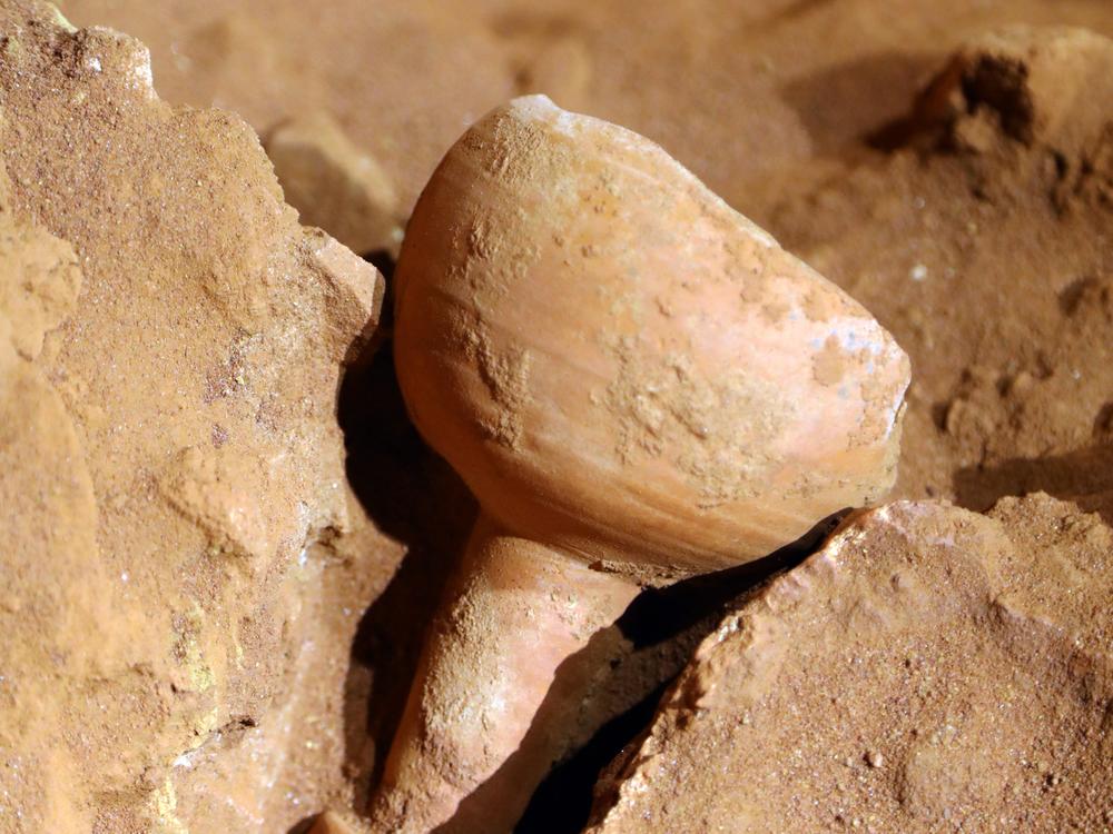 An ancient ceramic vessel was discovered in the tomb.