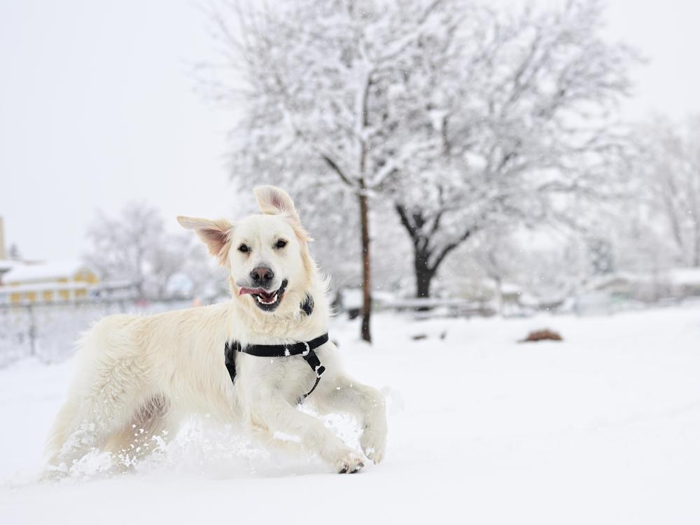 A golden retriever races through the snow during a storm on March 14 in Boulder, Colorado.