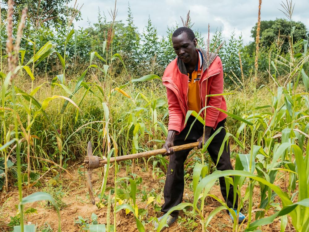 Stephen Nzioka works on his farm in Miu, Machakos County, Kenya. A changing climate took a toll on his harvests — until a weekly text message gave him insights into the week's weather and the best farming strategies.