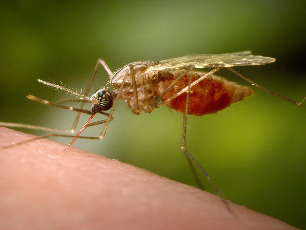 This 2014 photo made available by the U.S. Centers for Disease Control and Prevention shows a feeding female Anopheles funestus mosquito.