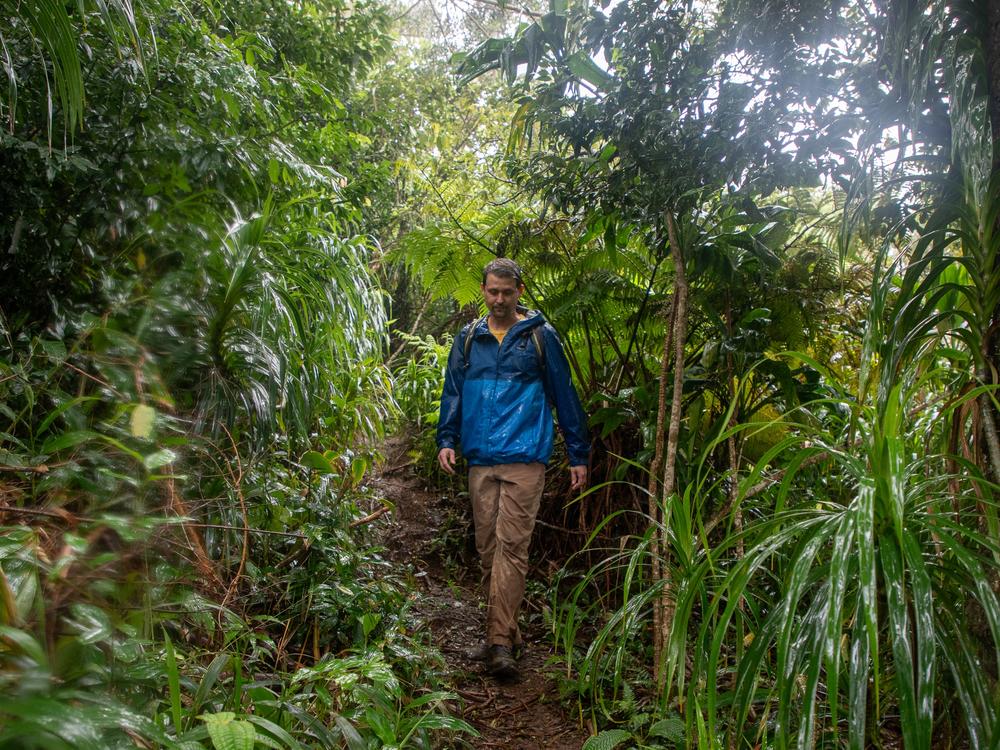 David Sischo is working to save some of the rarest endangered species on the planet, kāhuli — Hawaii’s native tree snails. The snails play a crucial role in the ecosystem, having evolved over millions of years on the isolated islands.