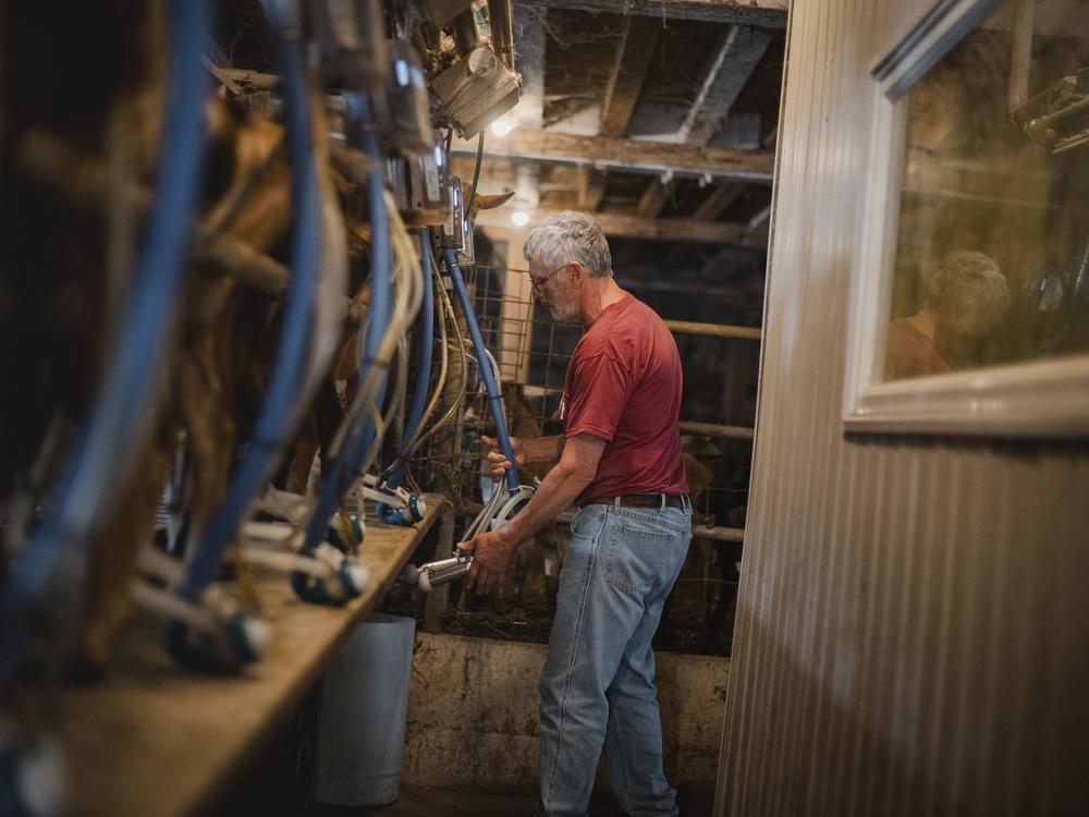 Andrew Mellinger, 63, milks his goats at his farm, Linden Dale Farm, in Ronks, PA, on Friday, October 18, 2024.