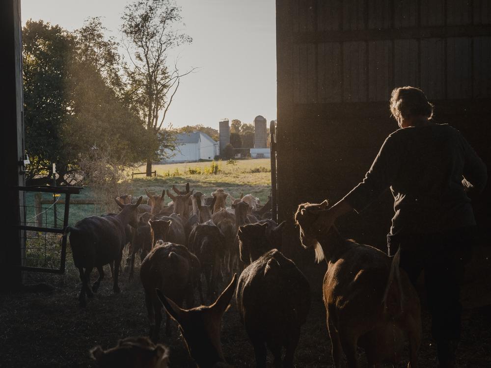 Mary Mellinger, 61, walks the goats out to the pasture at her farm in Ronks, PA, on Friday, October 18, 2024.