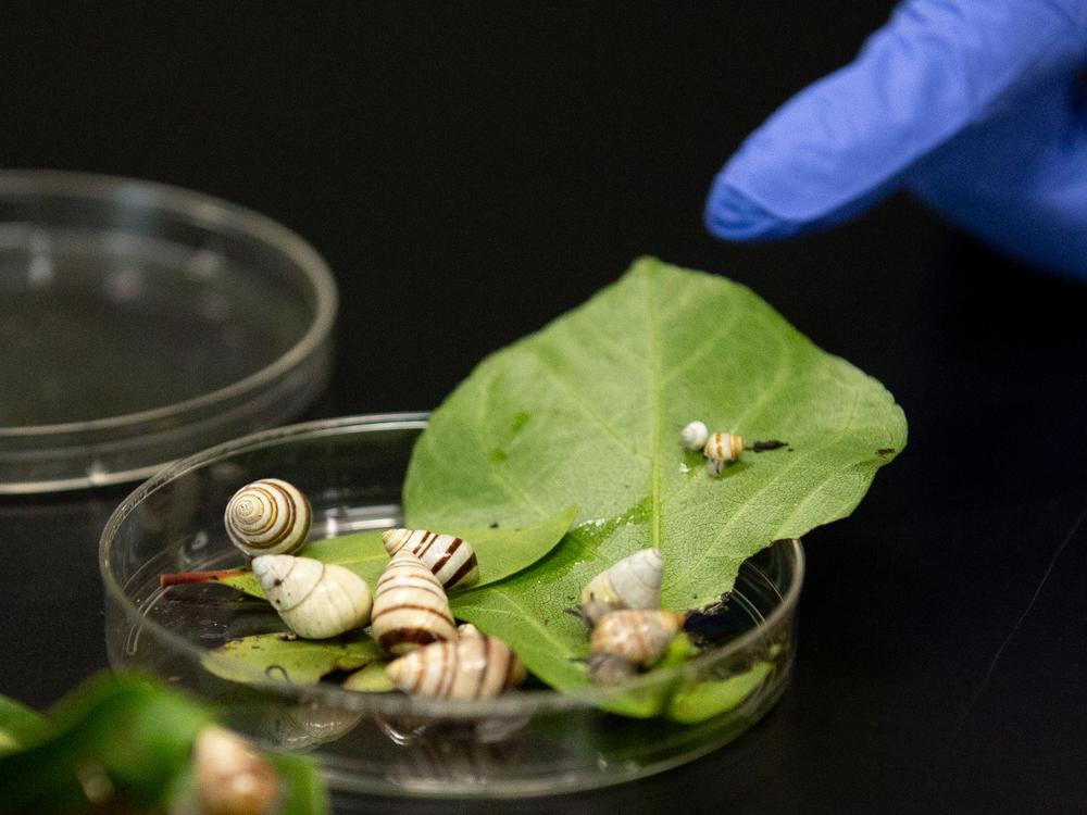 Sischo and his team were only able to find six remaining <em>Achatinella fulgens</em> in the wild. Now, in captivity, their population is slowly growing. 
