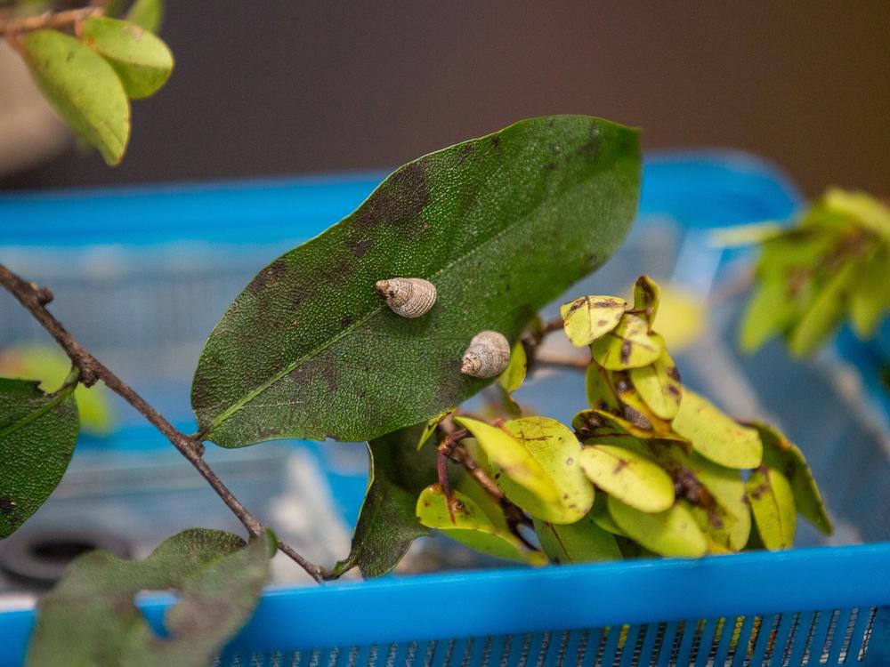 “In Hawaiian tradition, snails sing,” Sischo says. “They represent voice. So they were probably one of the most revered invertebrates in the world.”