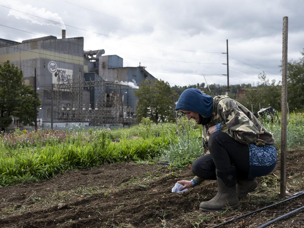 Seeds are planted at Sol Patch Garden in Braddock, Pa., on Oct. 16, 2024.