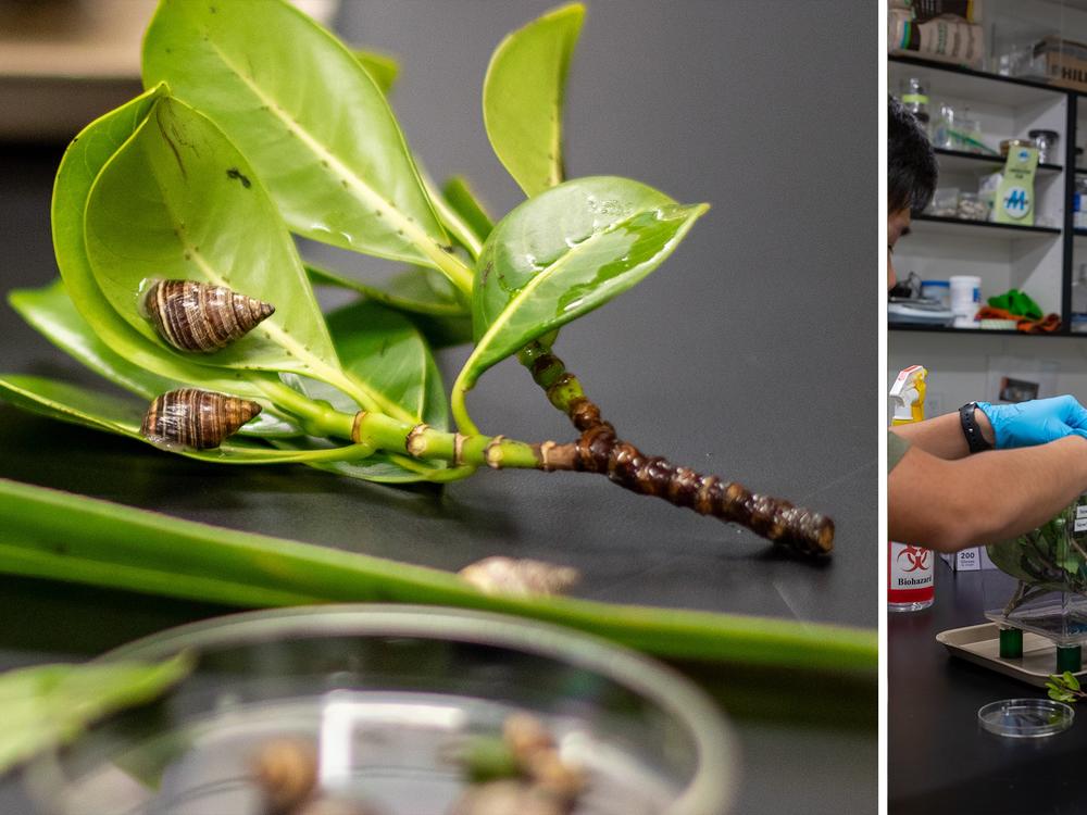 Inside this lab, Sischo and his team care for 40 species of snails. For some snails, it’s the only place they live, having been brought into captivity to stave off extinction.