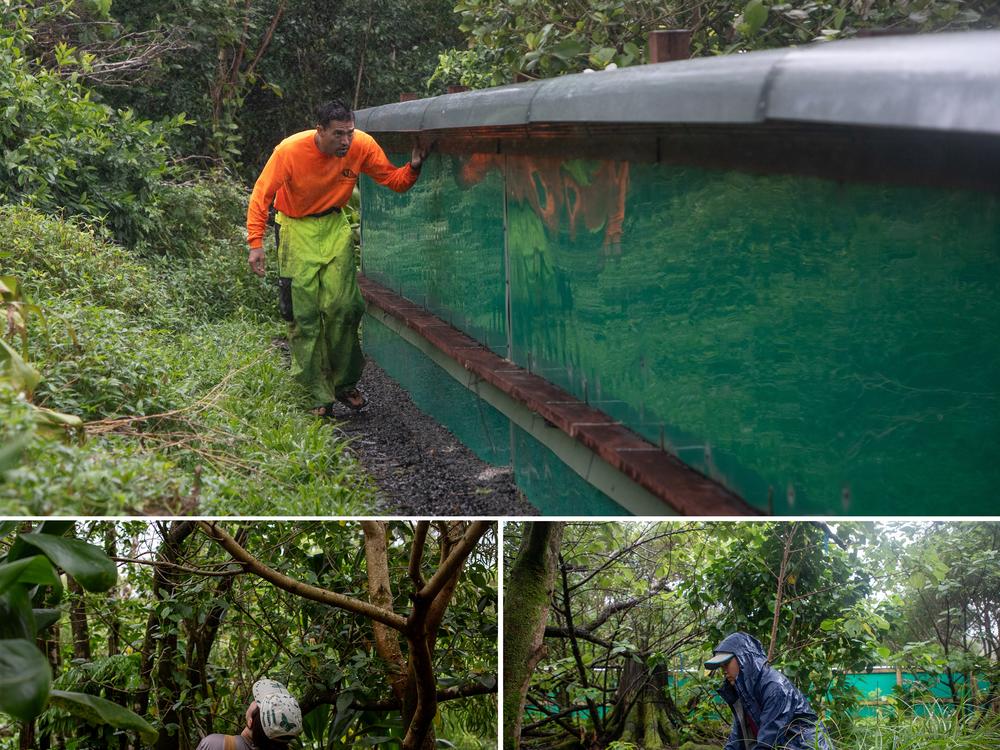 Clockwise from top: Kūpa’a Hee, a field technician for the Snail Extinction Prevention Program, checks the predator fence designed to keep out rosy wolf snails, as well as rats and chameleons. Inside the fence, Kaci Stokes, a student assistant, and field technician Sidney Stiefel search every leaf and crevice for rosy wolf snails so they can be removed.
