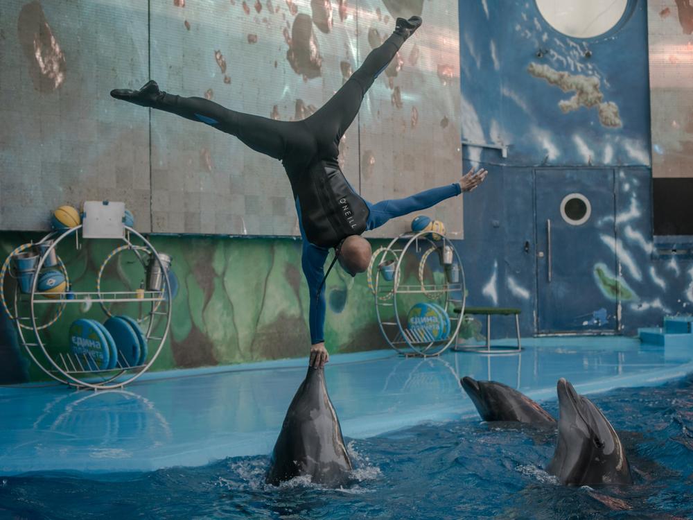 A dolphin show at the city's NEMO hotel on Aug. 16, where performances serve to raise funds for the Ukrainian army.
