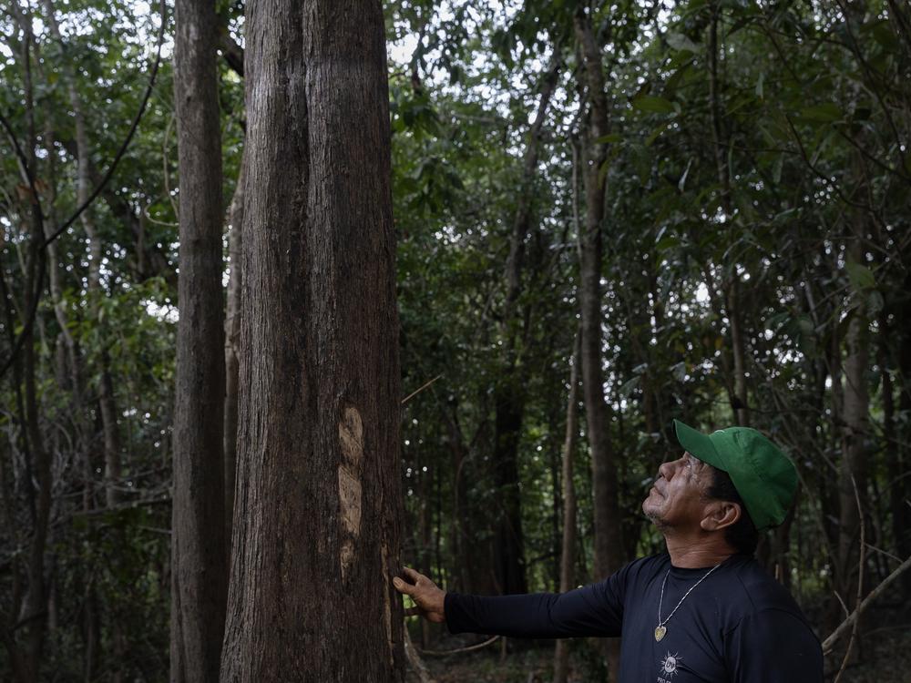 Paulo Roberto Ferreira da Silva, leader in the Nossa Senhora do Livramento community, where the forest is usually covered by water in the rainy season. Above Paulo's head, it is possible to see a white horizontal line on the trunk, a mark of where the water level reached during 2024 winter.