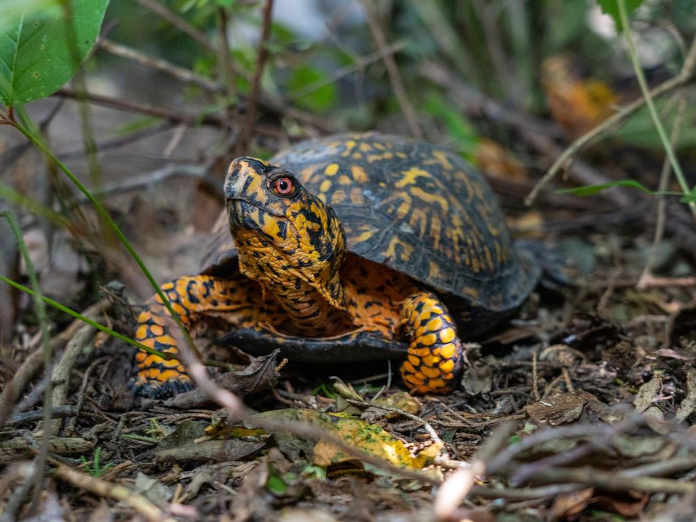 Box turtles are one of many species looked after by the Turtle Conservancy. The group cares for illegally trafficked turtles once they’re confiscated.