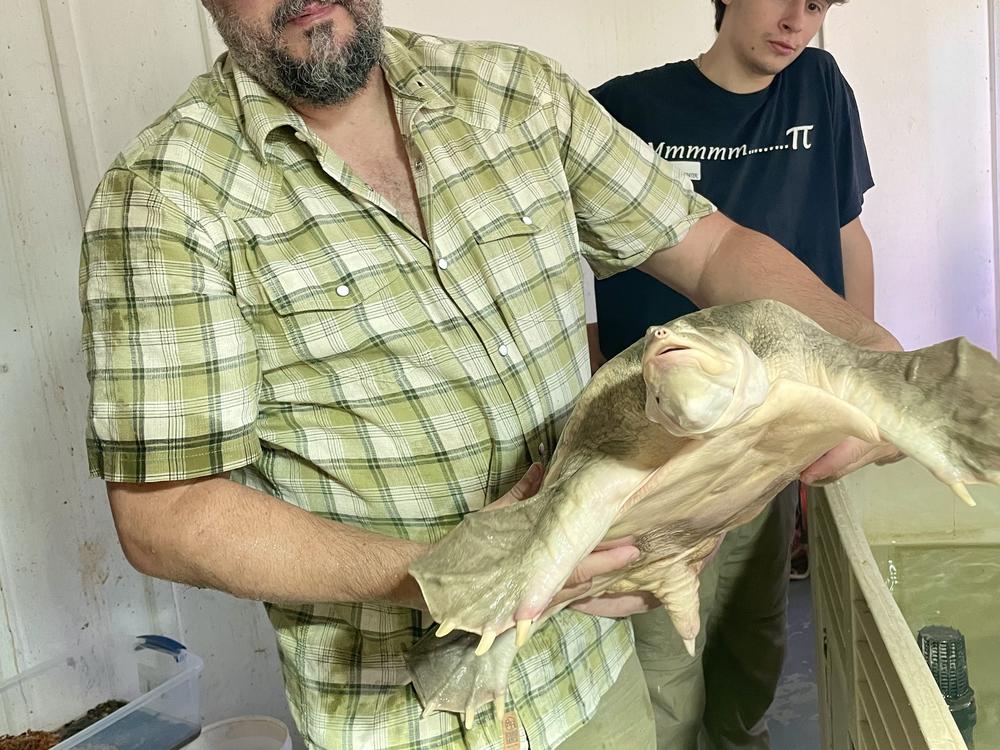 Maurice Rodrigues holds a Burmese narrow headed soft shell turtle from Myanmar — the only female of its kind known to be in captivity. Rodrigues’ son, Noah, looks on from behind.