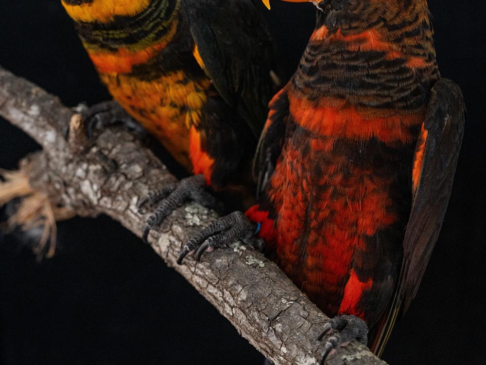 The dusky lory (<em>Pseudeos fuscata</em>) is a parrot native to New Guinea, with red and yellow colors that coexist in natural populations. Researchers leveraged this extremely rare phenomenon to identify an enzyme responsible for modulating the expression of parrot-specific red and yellow pigments - psittacofulvins.