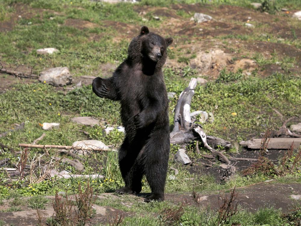 Toby, an orphaned four-year-old Alaskan coastal brown bear, stands and looks out over the compound at the Fortress of the Bear Center  in Sitka, Alaska, on Aug. 1, 2013.