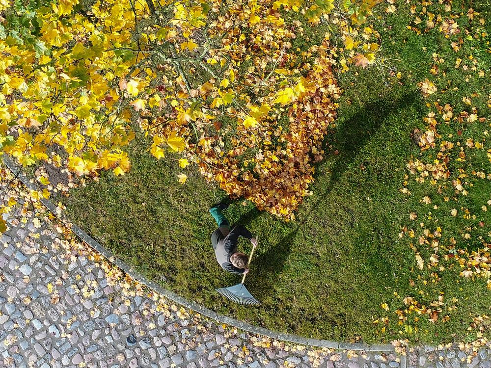 It's raking season! Above, a man tends to fallen leaves in Sieversdorf, Germany in 2017.