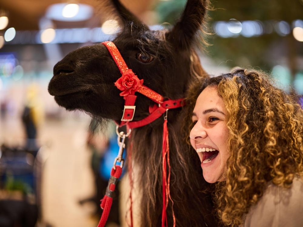 Beni the llama gets a hug and inspires a laugh from a traveler at Portland International Airport last week.