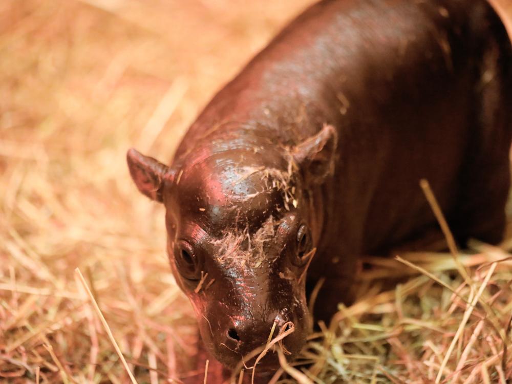 Baby Haggis, a pygmy hippo, was born to parents Otto and Gloria at Edinburgh Zoo on Oct. 30.