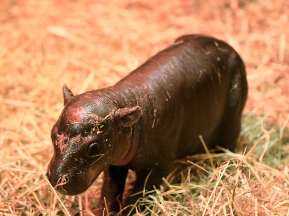 The first 30 days are critical for development, Edinburgh Zoo said, so Baby Haggis won't be out in public while zoo staff keep a close eye on mom and baby in this early stretch.