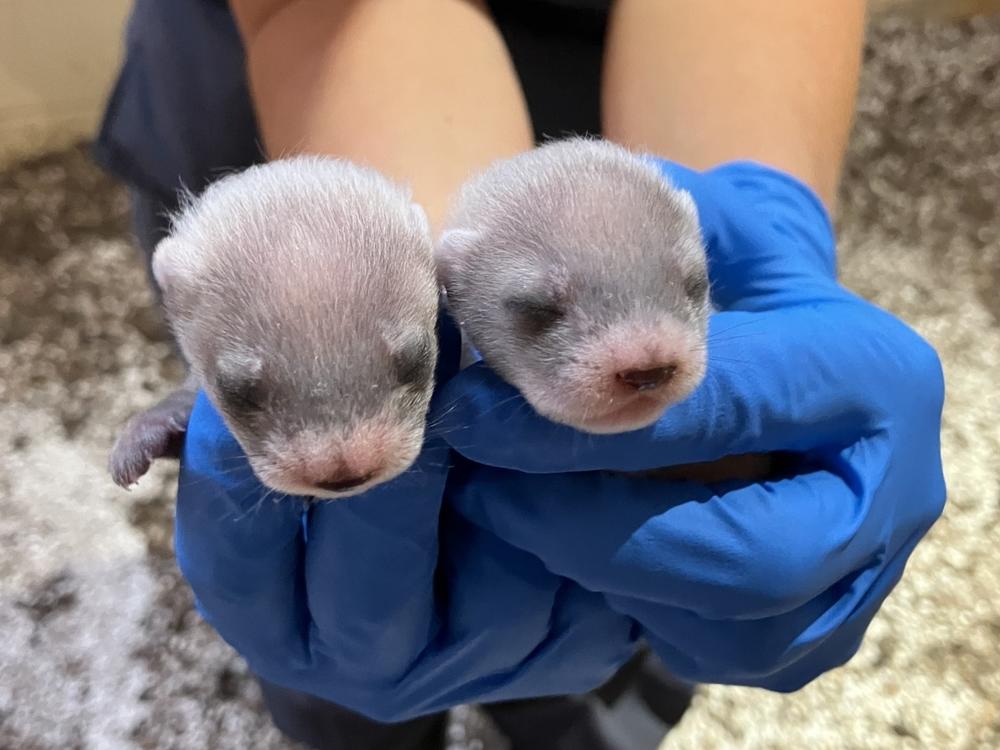 The baby black-footed ferrets at three weeks old, born to a mother cloned from genetic material collected in 1988.