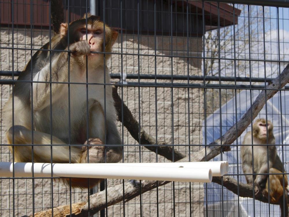 FILE - River, left, and Timon, both rhesus macaques who were previously used in medical research, sit in an outdoor enclosure at Primates Inc., in Westfield, Wis., on May 13, 2019. The sanctuary is a 17-acre rural compound where research animals can live their remaining years when their studies are done. A report released on Thursday, May 4, 2023, says a shortage of monkeys available for medical research undermines U.S. readiness to respond to public health emergencies. (AP Photo/Carrie Antlfinger, FILE)