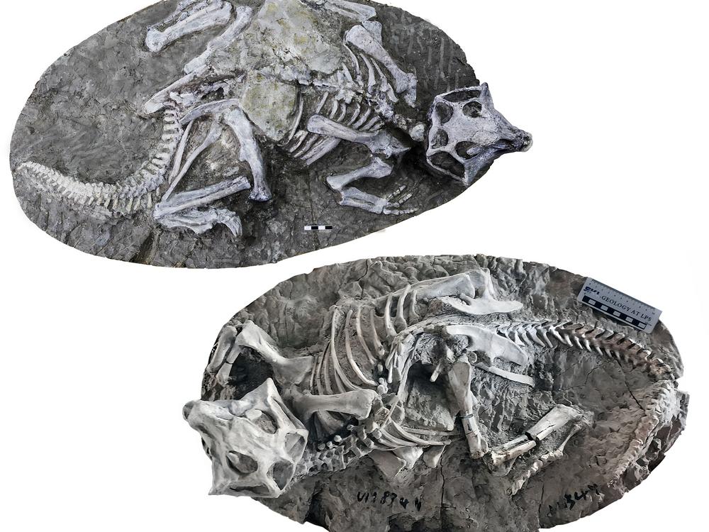 Two complete skeletons of the dinosaur <em>Psittacosaurus</em> from one of the sites analyzed by the research team. Some scientists say these fossils show evidence of preservation due to their burrows collapsing.
