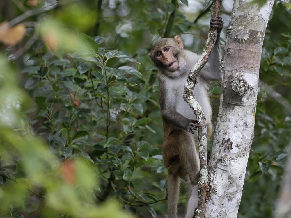 In this photo from November 2017, a rhesus macaques monkey observes kayakers as they navigate along the Silver River in Silver Springs, Fla.