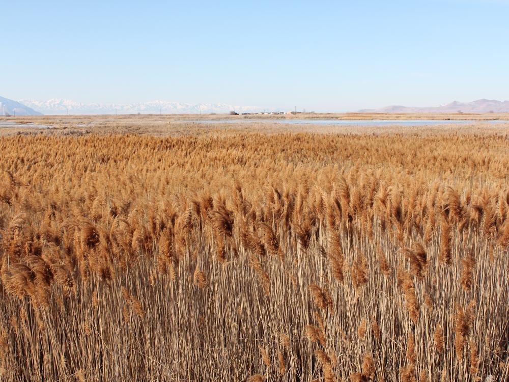 Phragmites in the Great Salt Lake wetlands.