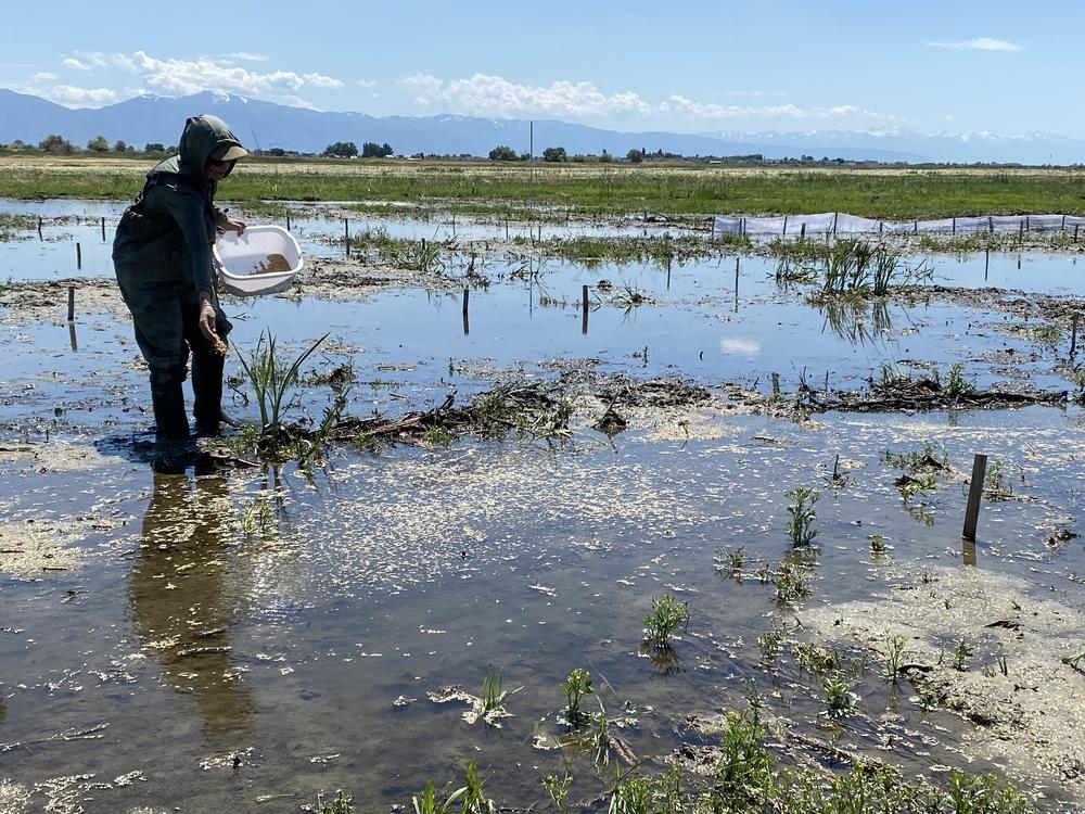 Graduate student Montana Horchler spreads different seeds in between posts to see what will help with wetland restoration. Organza is wrapped around some plots - the material allows the water to flow through the mesh while keeping plants separated.