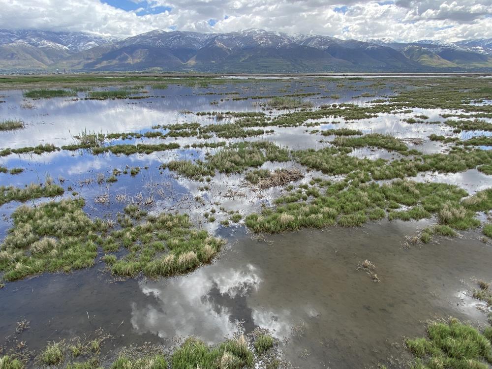 An area of the Farmington Bay Waterfowl Management Area where phragmites as been managed and some native plants are re-growing.