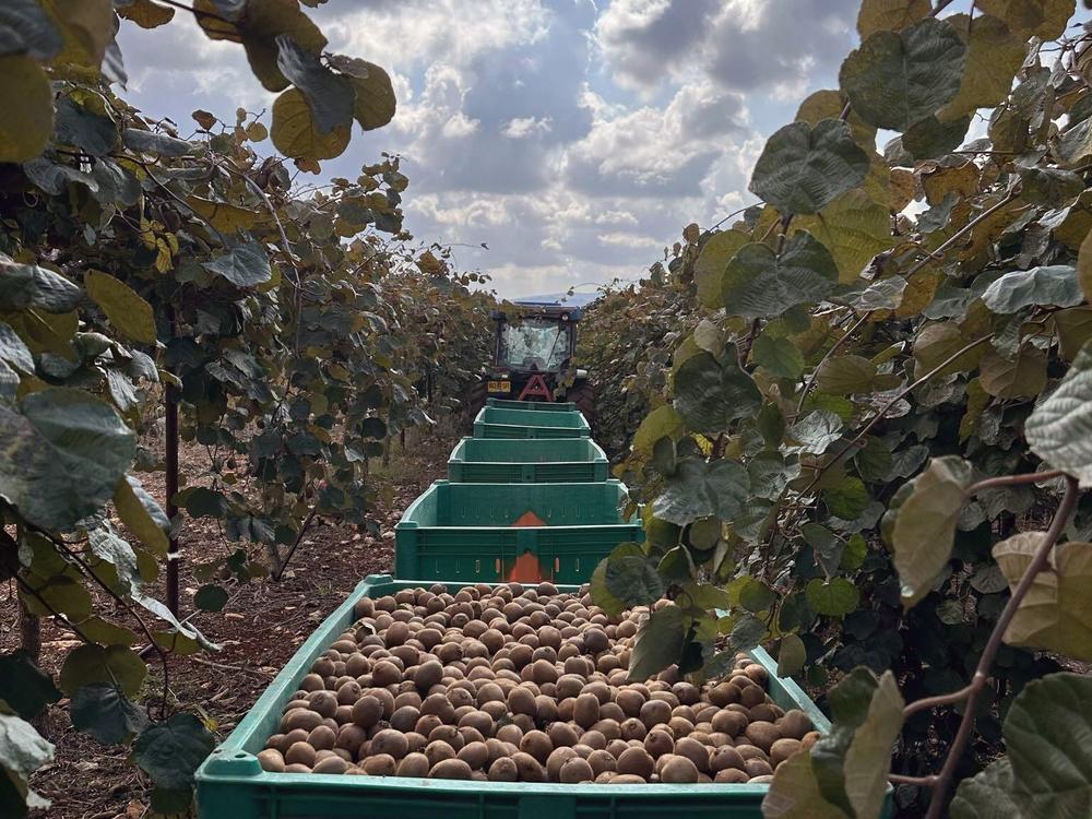 Containers of freshly harvested kiwi in a farm field in northern Israel.