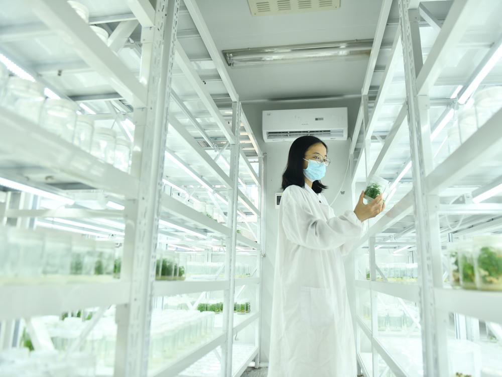 A technician at a Chinese pharmaceutical company works on breeding the plant sweet wormwood, used in creating artemisinin, the go-to medicine for killing the malaria parasite.