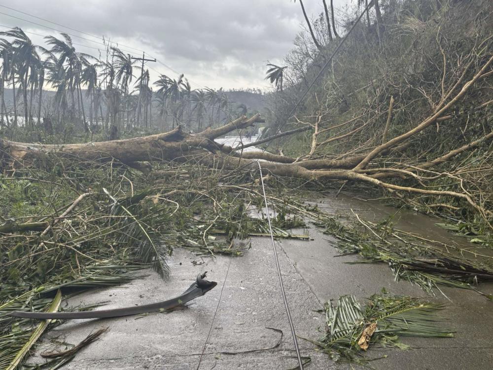 In this photo provided by the MDRRMO Viga Catanduanes, toppled trees caused by Typhoon Man-yi block a road in Viga, Catanduanes province, northeastern Philippines Sunday, Nov. 17, 2024.